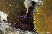 Diadema-antillarum oursin diademe-Bonaire Buddy Reef-8m-20180222nuit-Denis-ADER-DSC_7620_tn